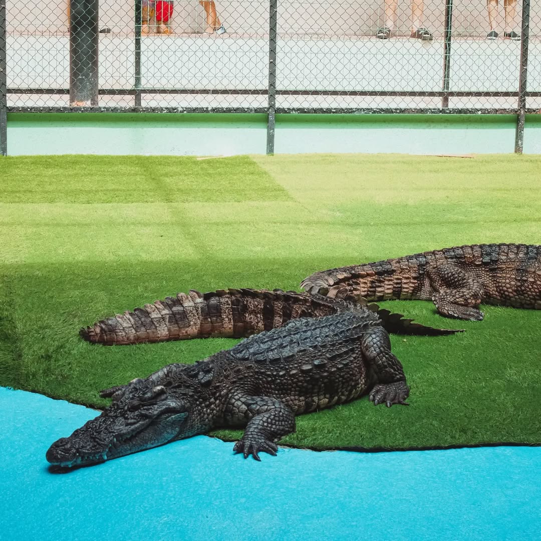 Phuket - Crocodile Farm
