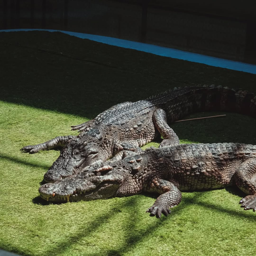 Phuket - Crocodile Farm