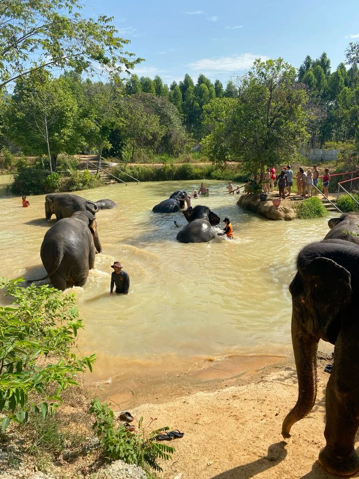 Phuket - Elephant care