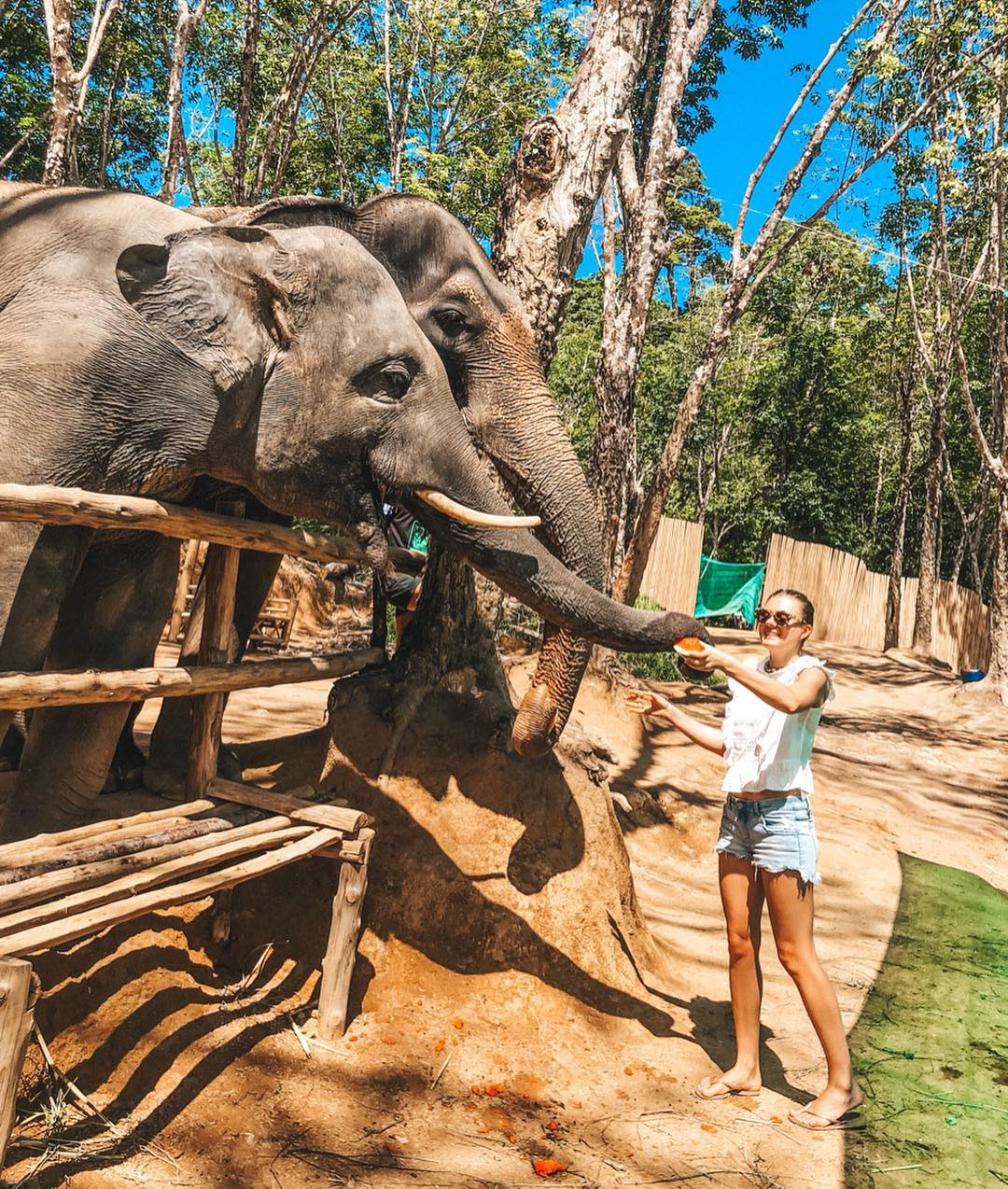 Pattaya - Elephant Jungle Sanctuary Half-Day Tour + Lunch
