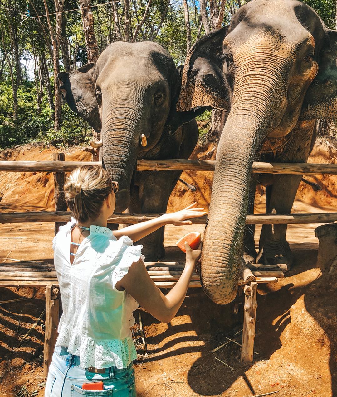 Pattaya - Elephant Jungle Sanctuary Half-Day Tour + Lunch