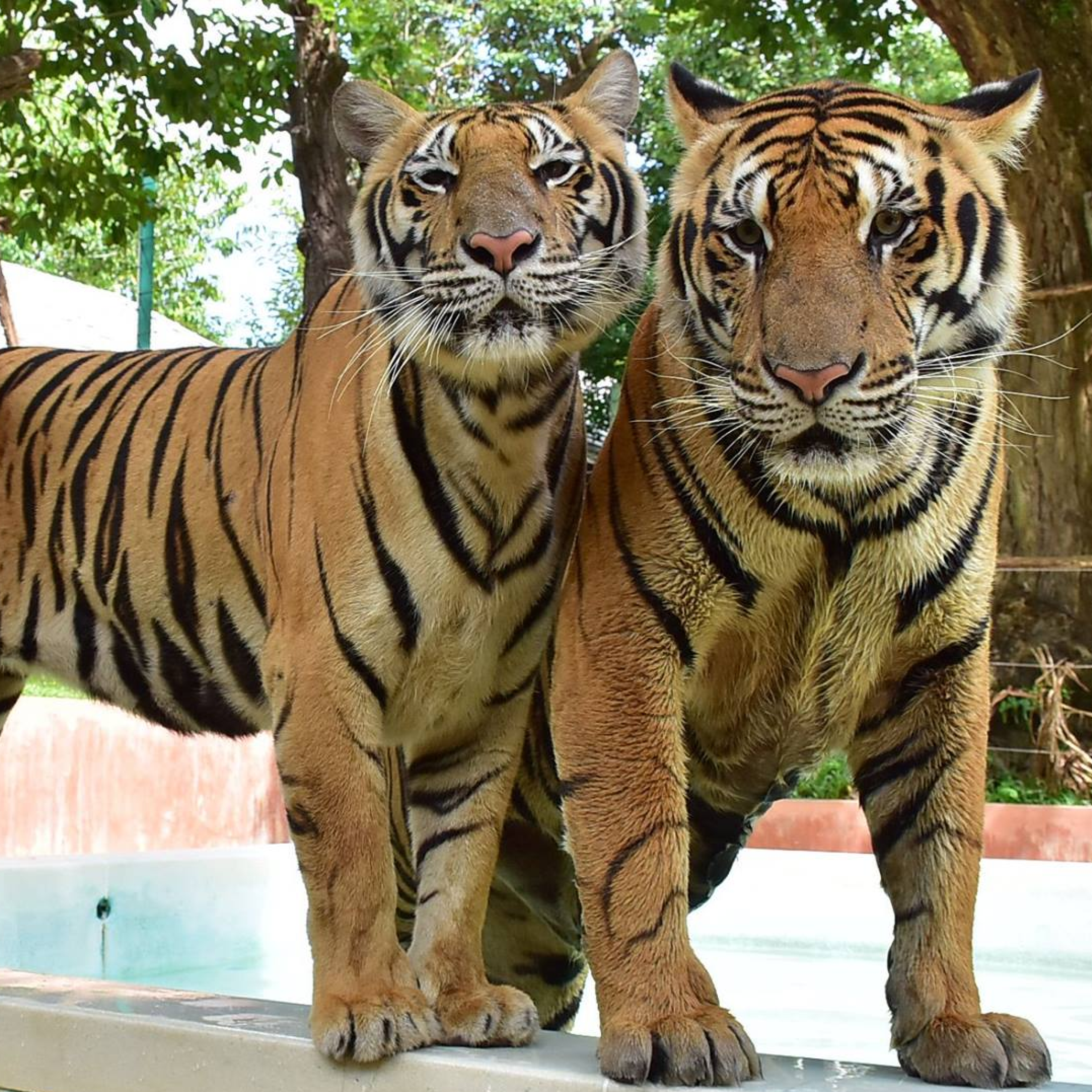 Tiger Kingdom Phuket