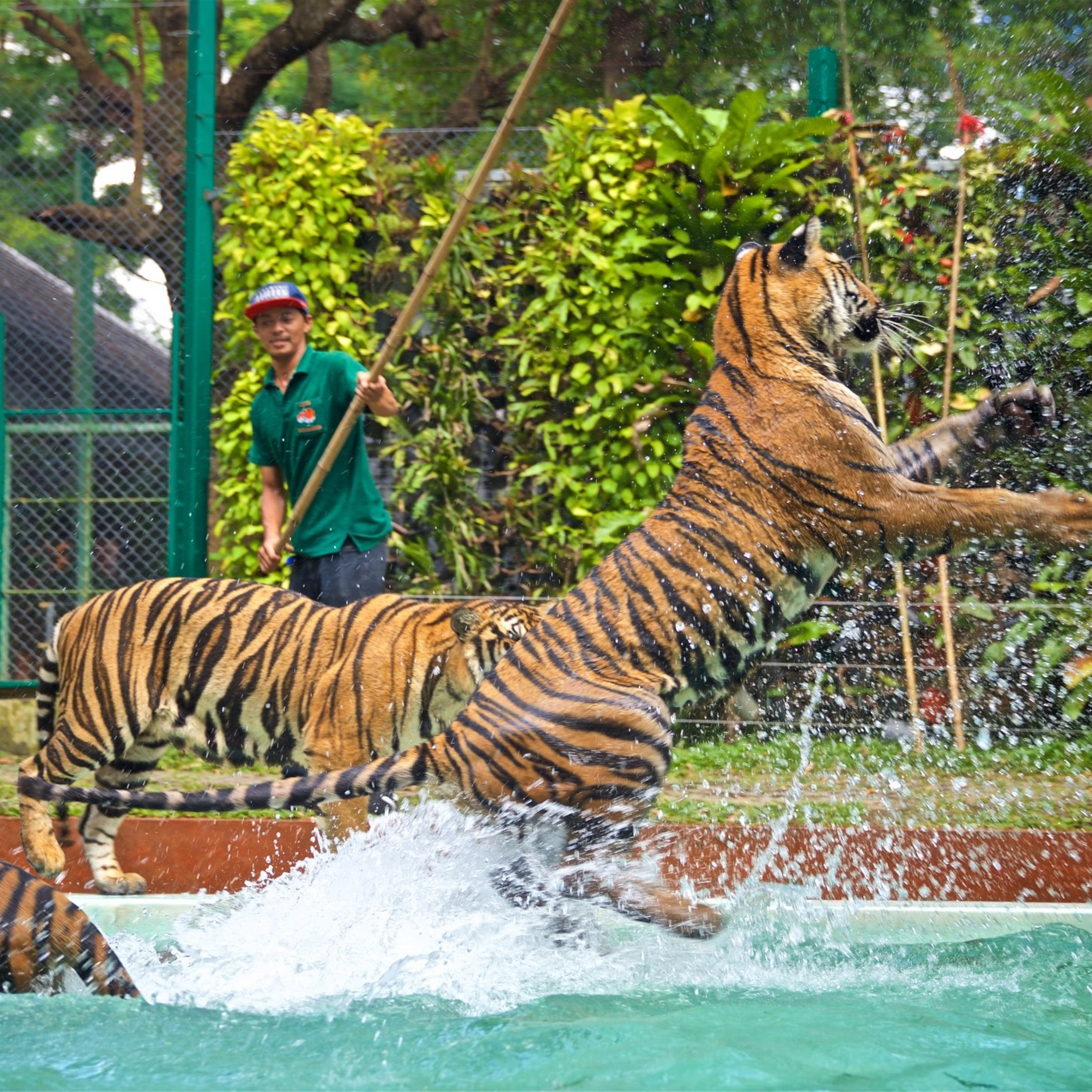 Tiger Kingdom Phuket