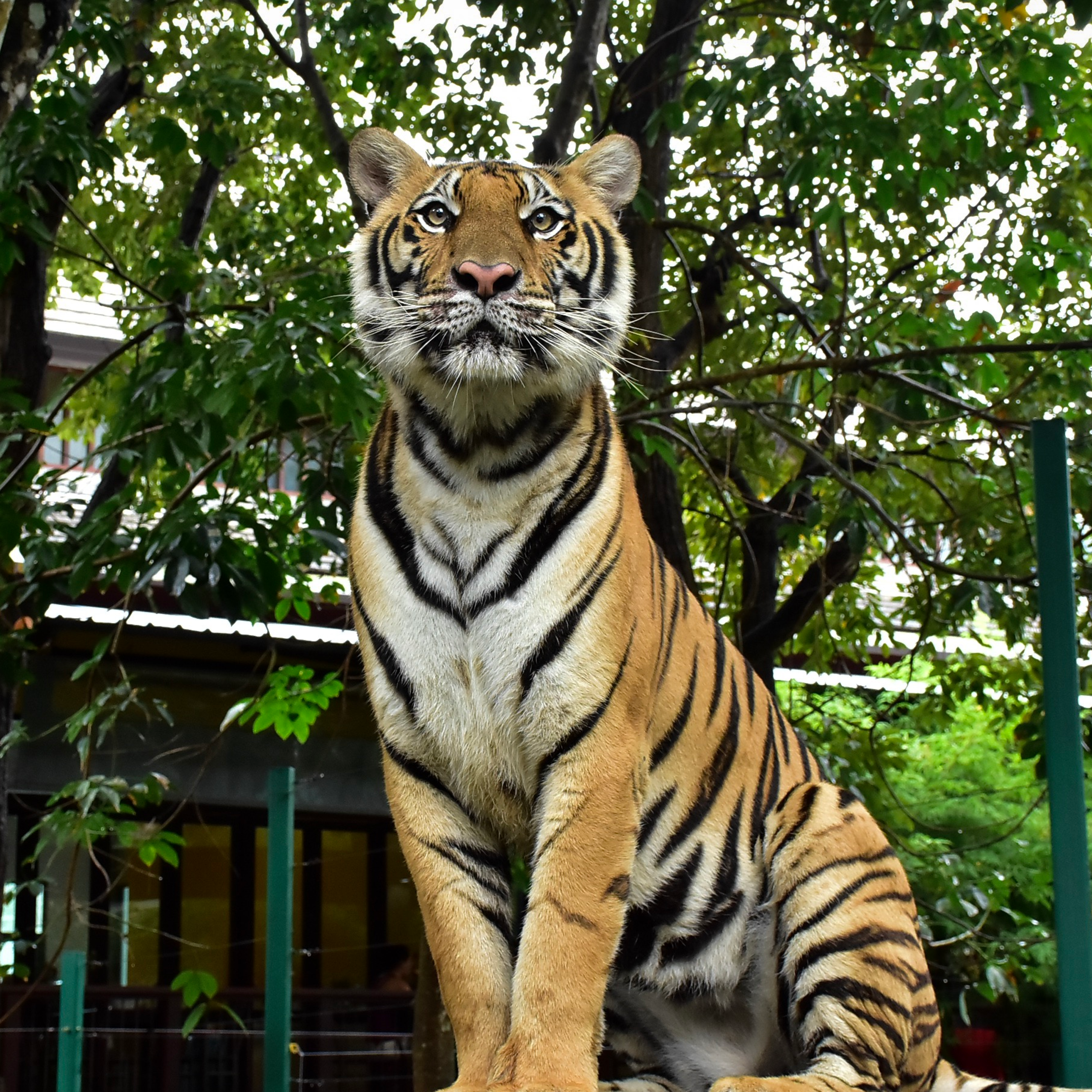 Tiger Kingdom Phuket