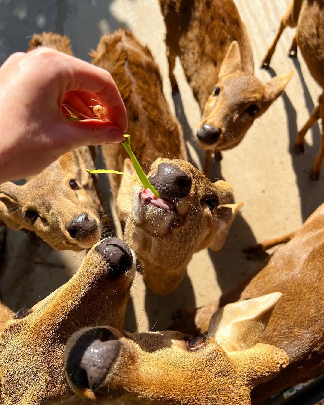 Pattaya - Khao Kheow Zoo