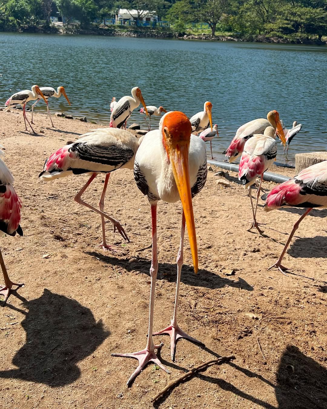 Pattaya - Khao Kheow Zoo