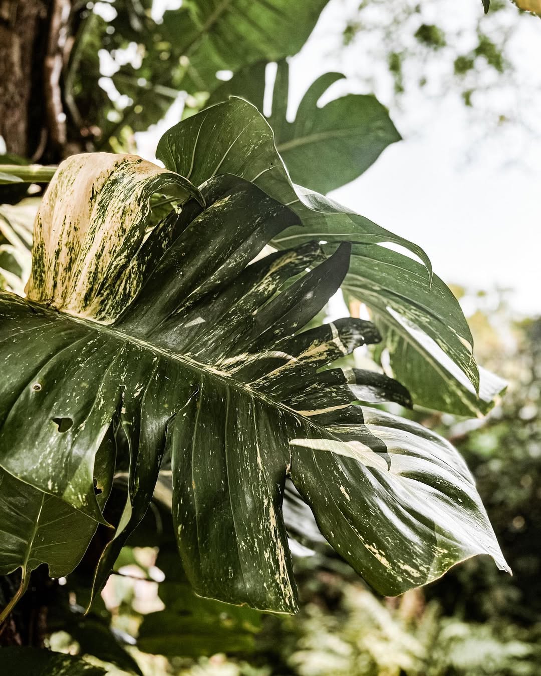 Chiang Mai- Sticky Waterfall