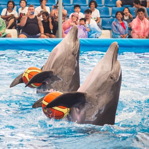 Pattaya - Dolphinarium