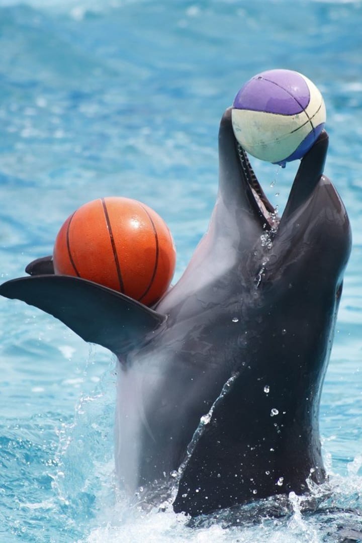 Pattaya - Dolphinarium