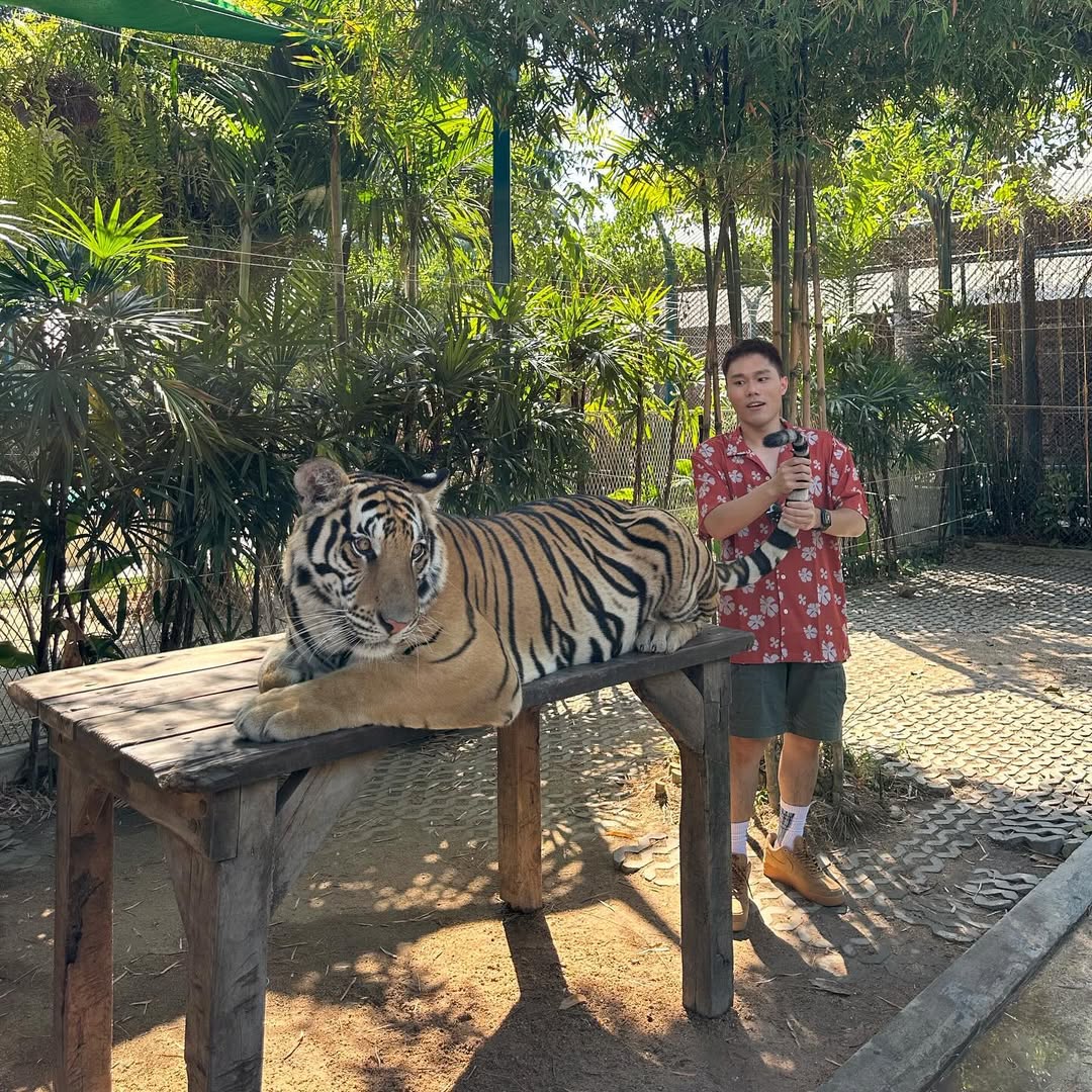 Pattaya - Tiger Park