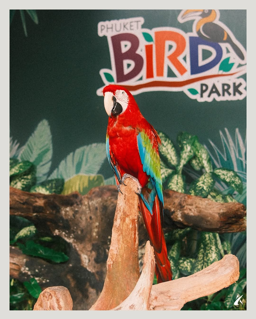 Phuket - Bird Park
