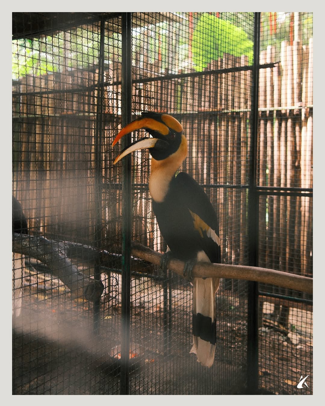 Phuket - Bird Park