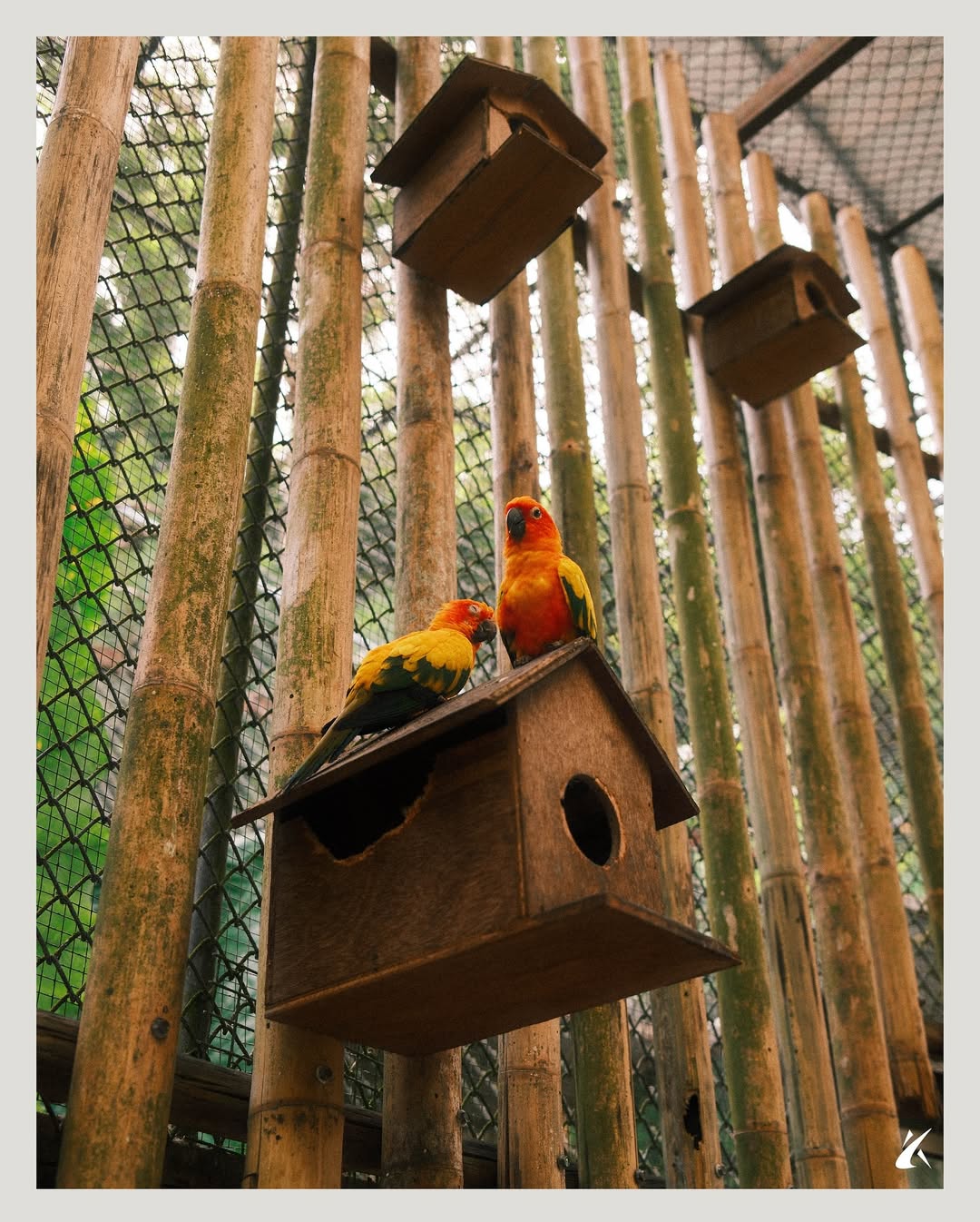 Phuket - Bird Park