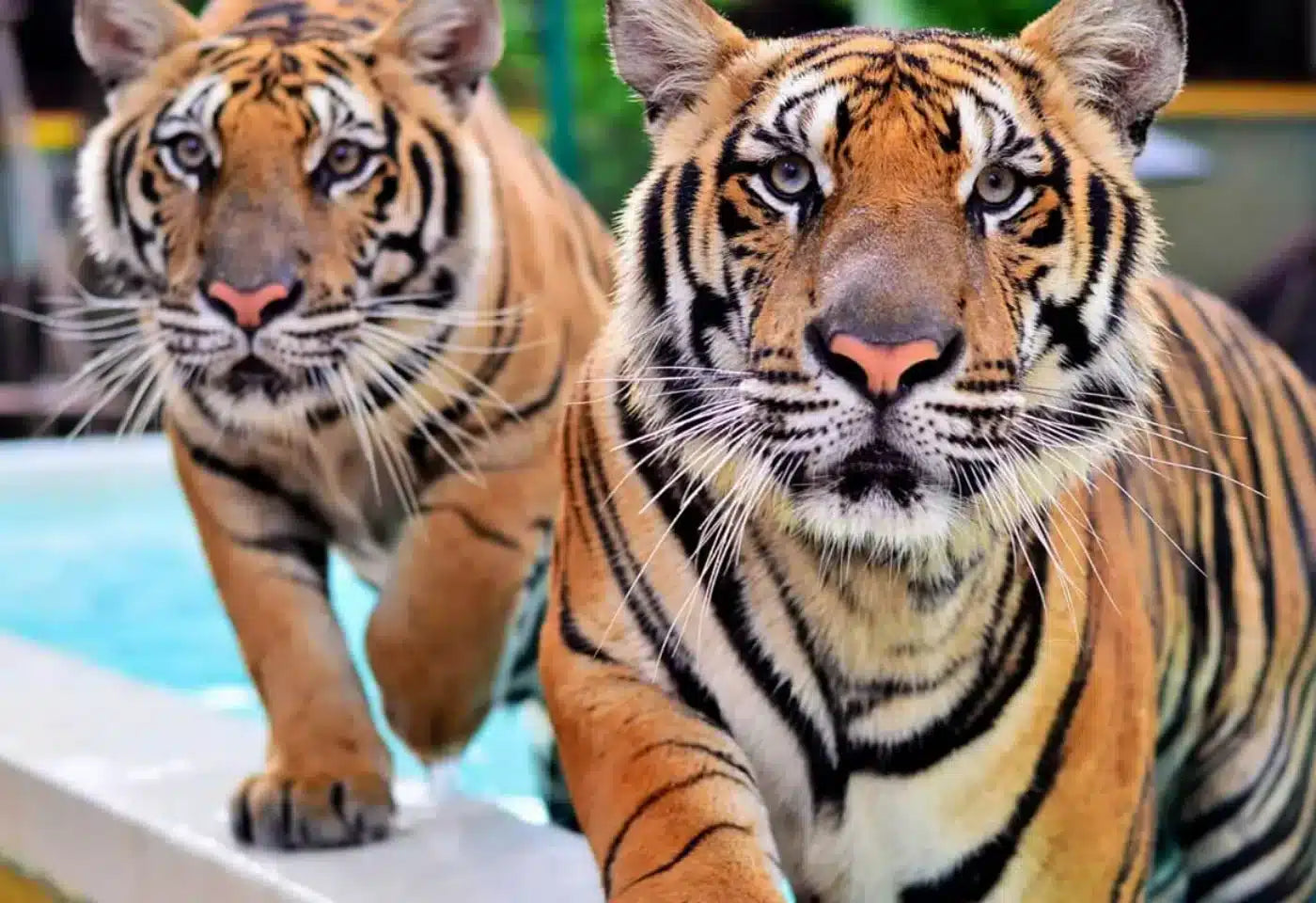 Phuket – Tiger Park