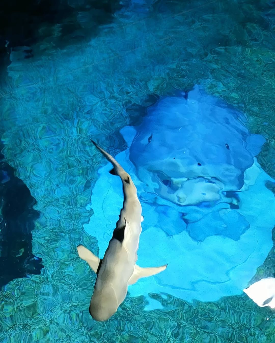 Bangkok – Sea life Aquarium & Madame Tussauds