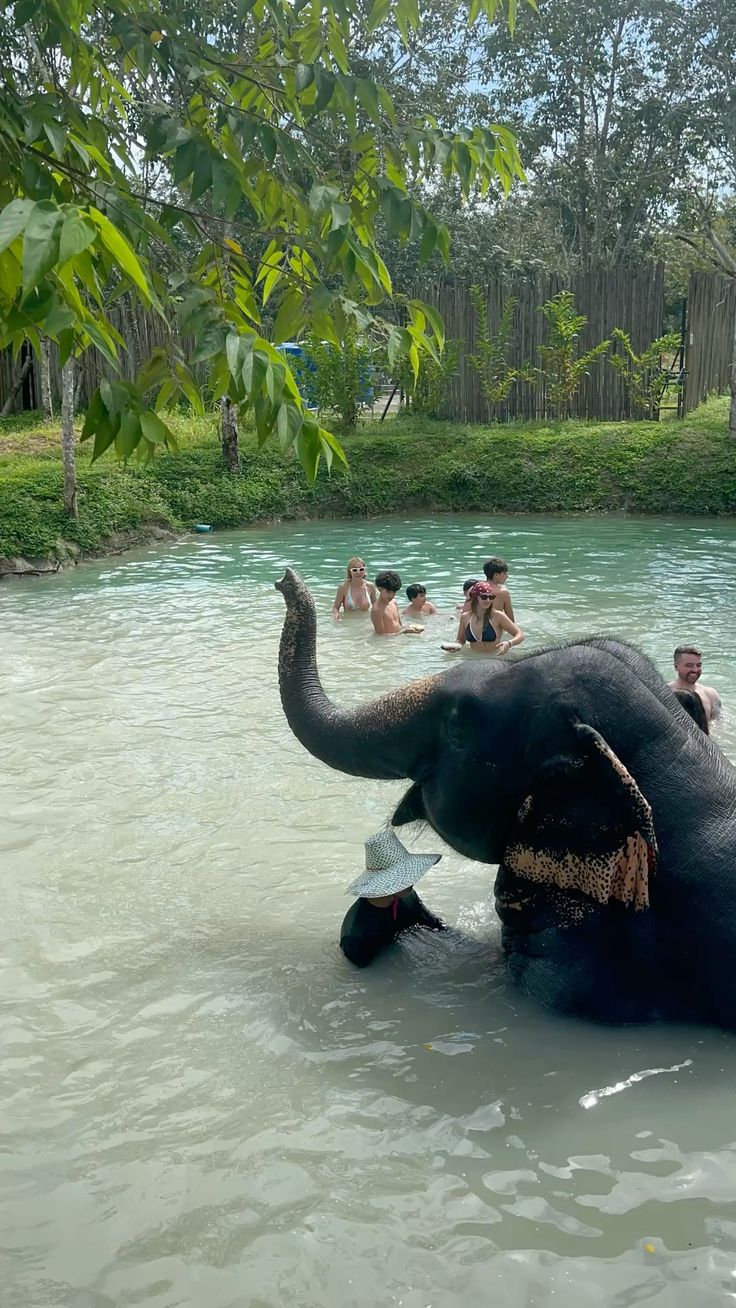 Phuket - Elephant care