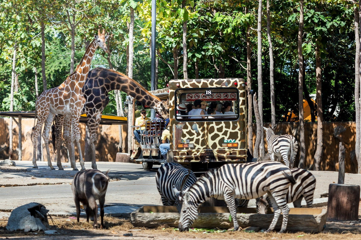 Chiang Mai - Night Safari