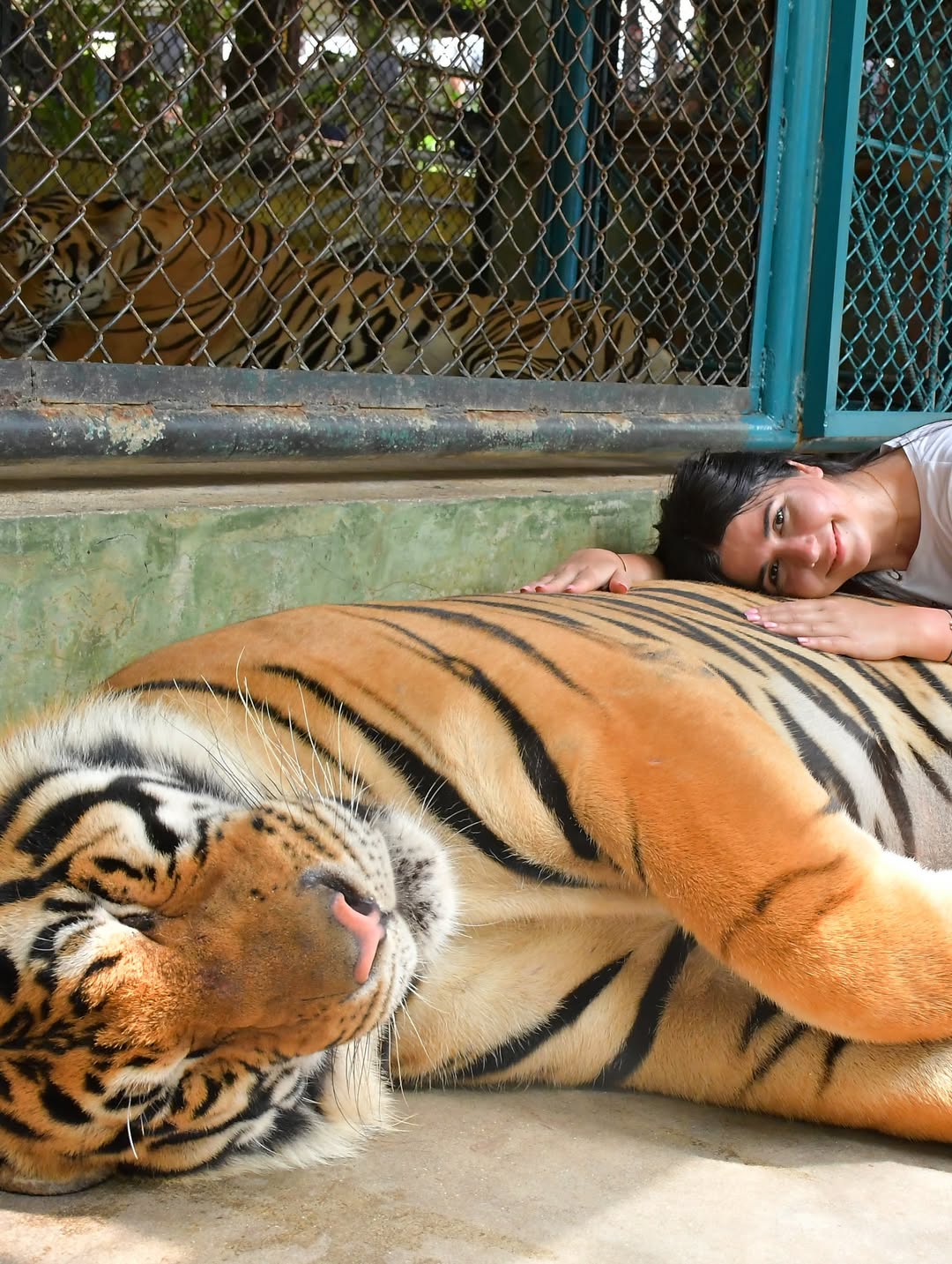 Phuket - Tiger Kingdom