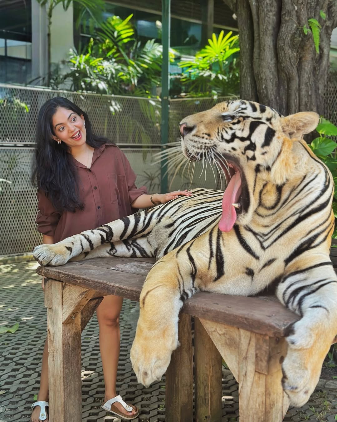 Pattaya - Tiger Park