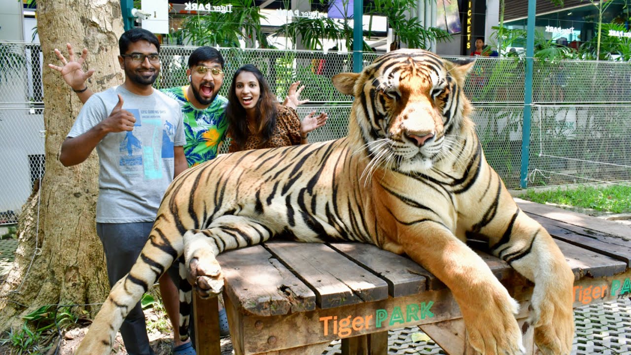 Photo with Big Tigers - Pattaya