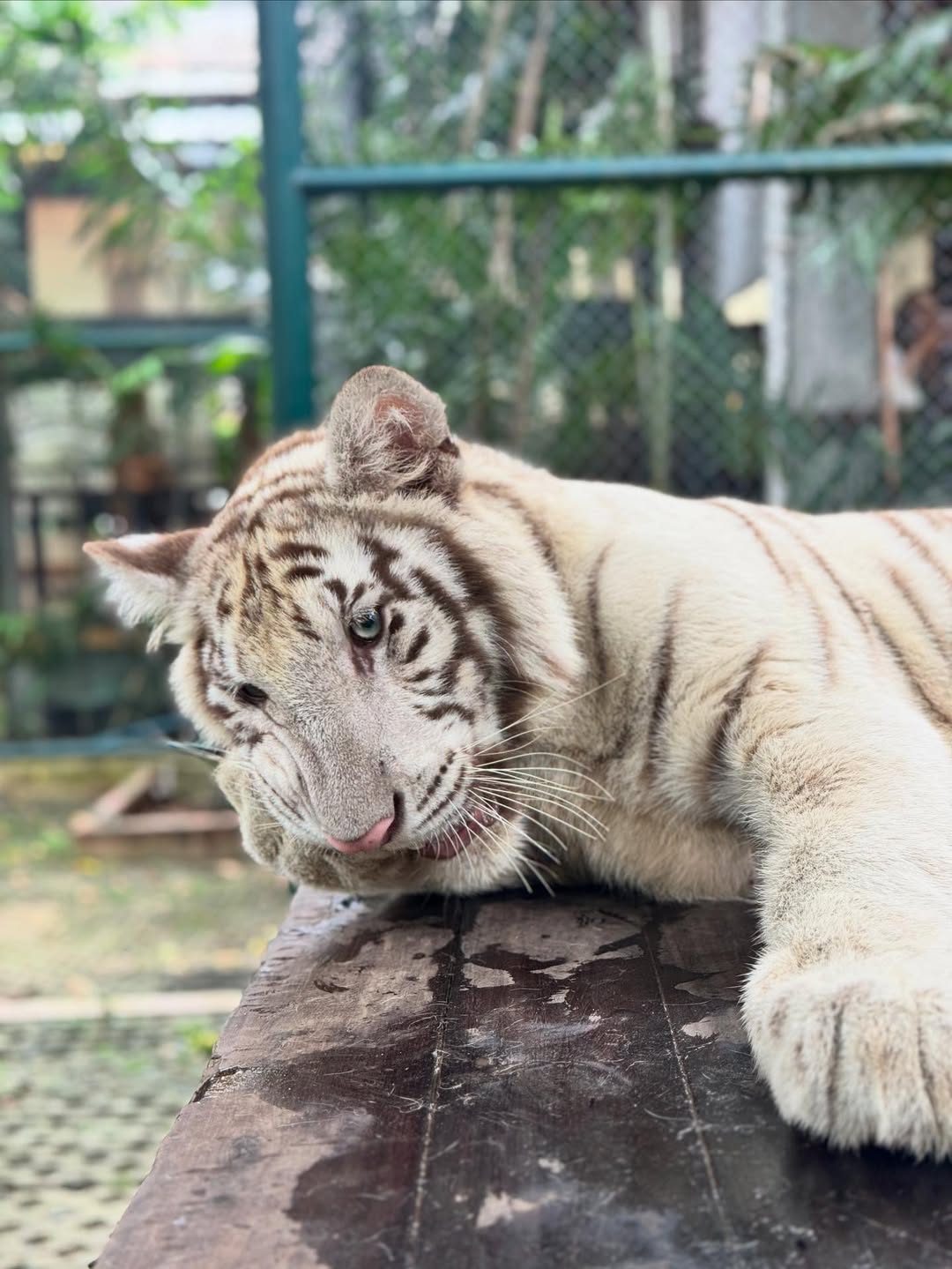Phuket - Tiger Kingdom