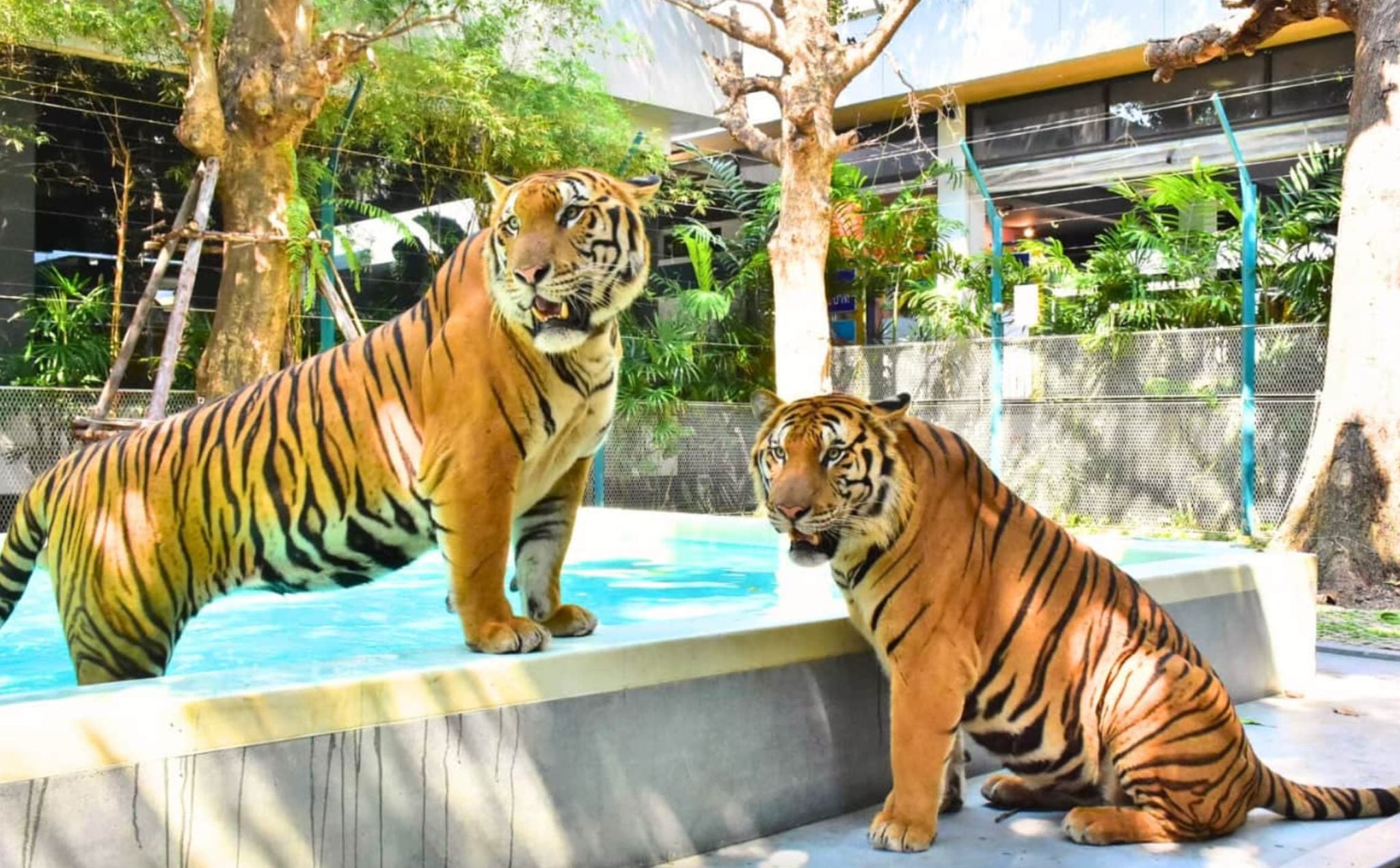 Photo with Big Tigers - Pattaya