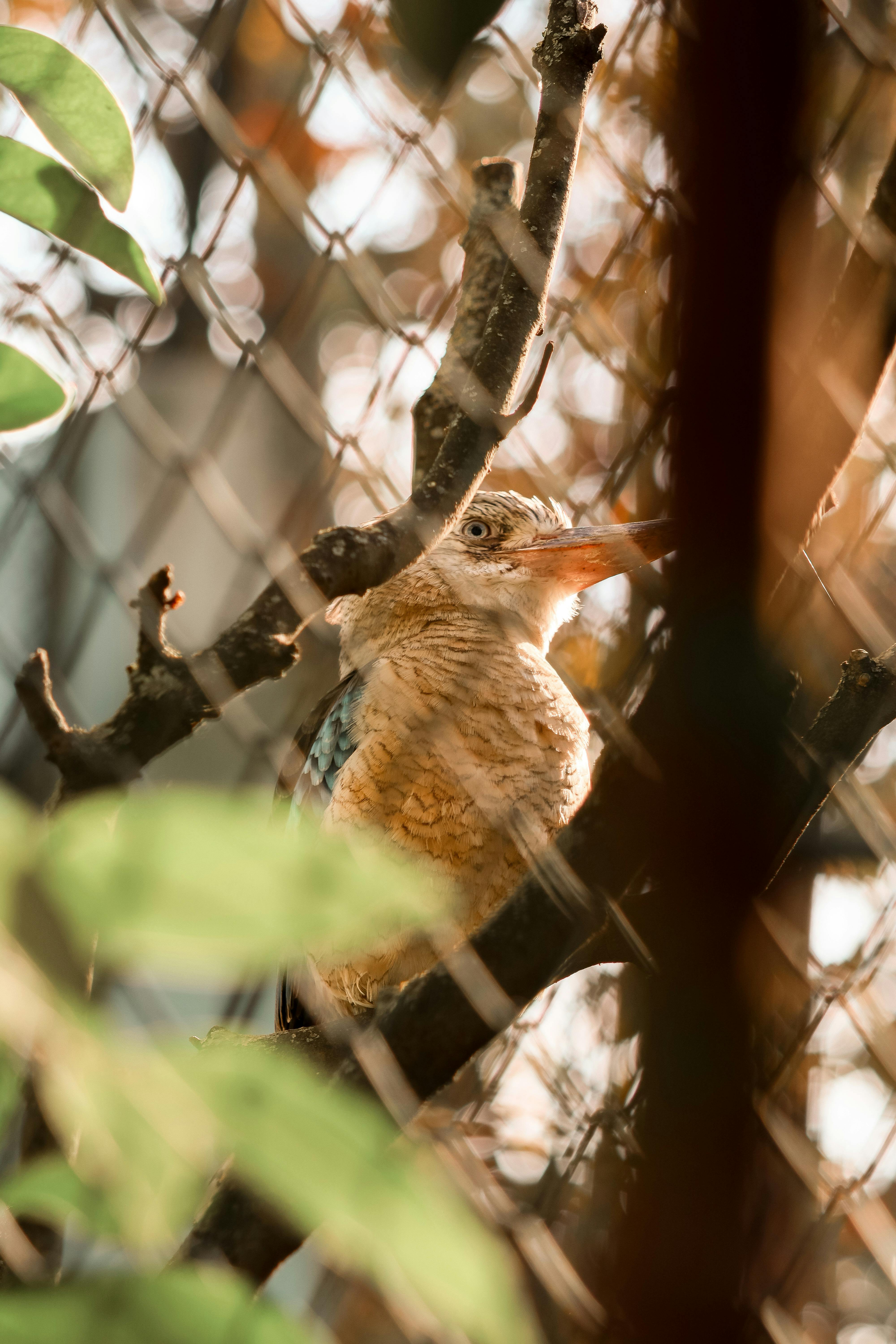 Phuket - Bird Park