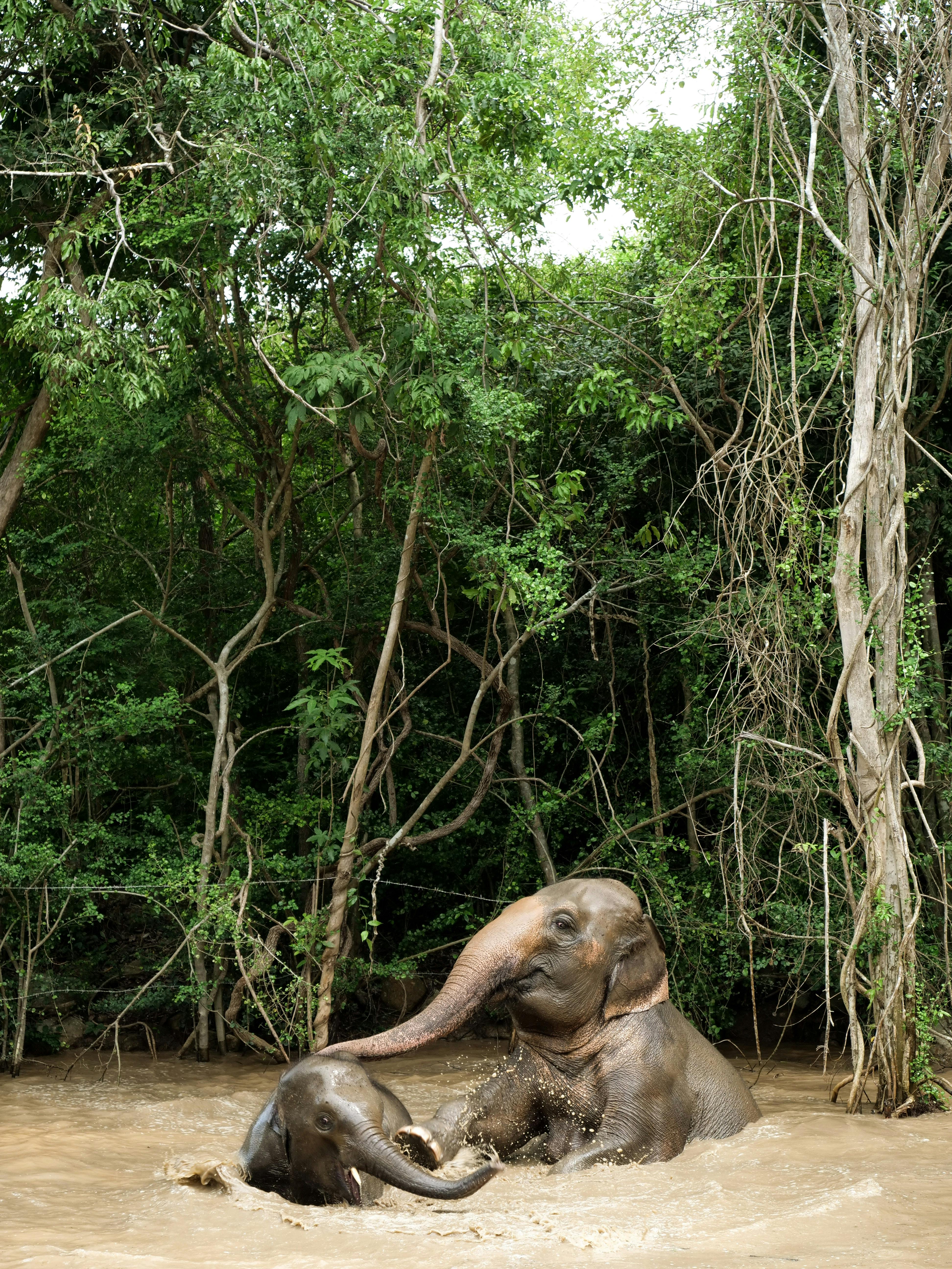 Koh Samui: Elephant Jungle Sanctuary