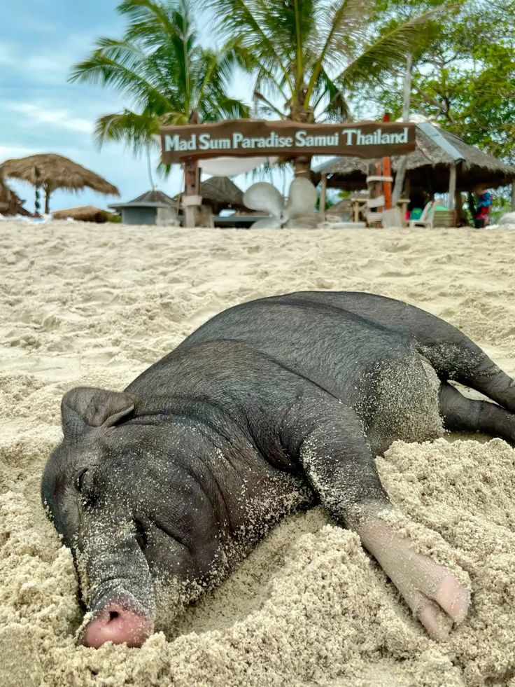 Koh Samui - Pig Island Tour SIC