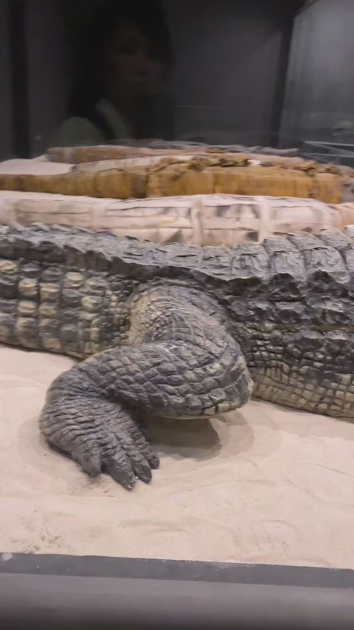 Phuket - Crocodile Farm