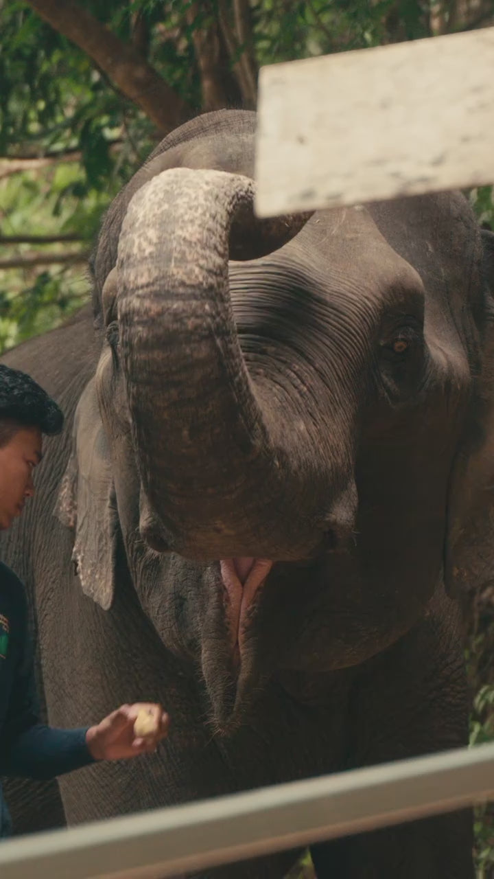 Koh Samui: Elephant Jungle Sanctuary
