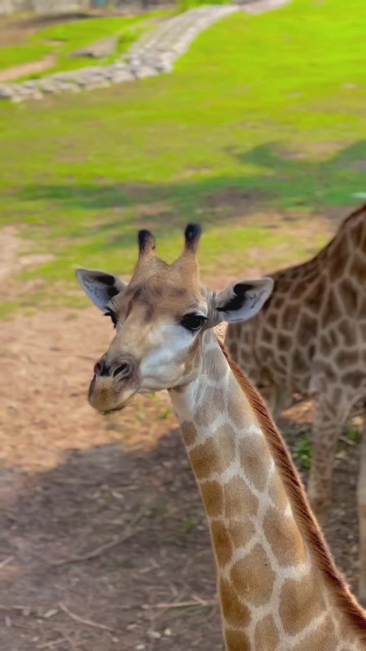 Pattaya - Khao Kheow Zoo
