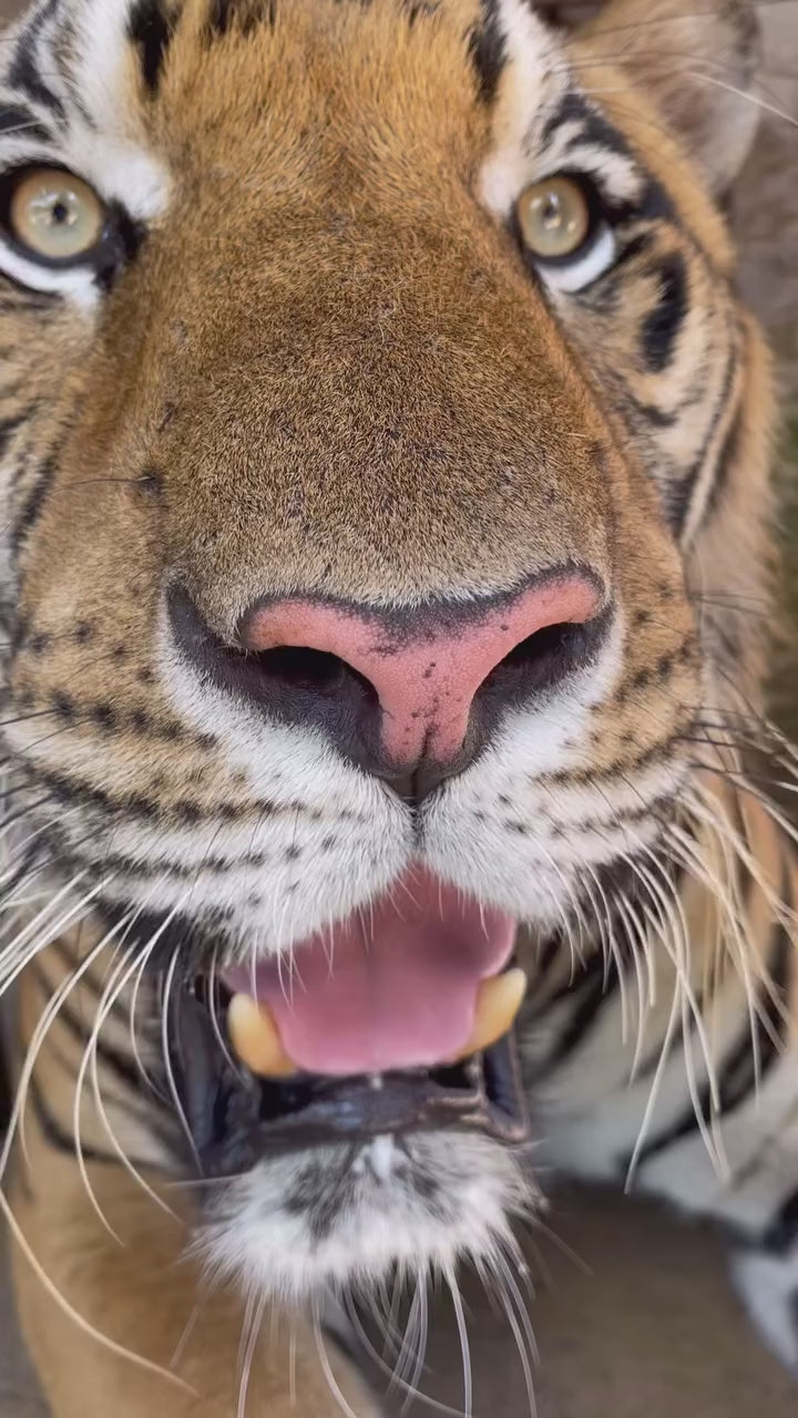 Phuket – Tiger Park