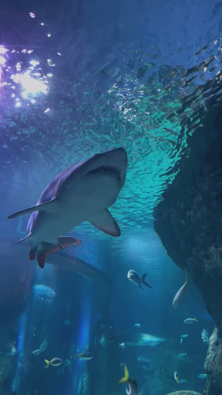 Bangkok – Sea life Aquarium & Madame Tussauds