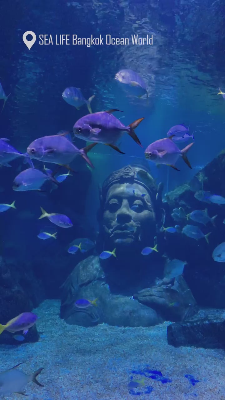 Bangkok - Sea life bangkok Ocen world