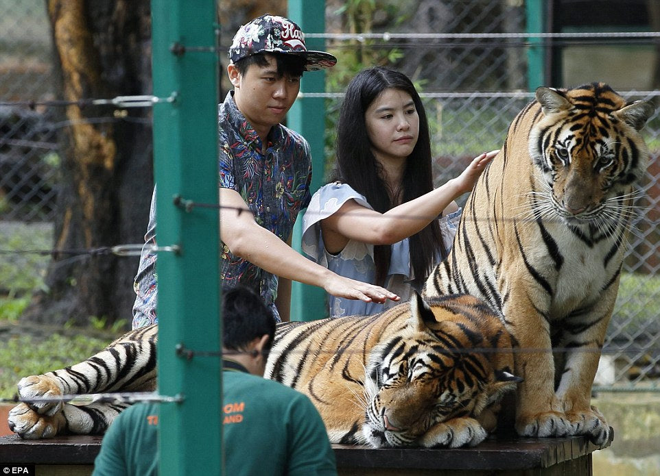 Phuket – Tiger Park