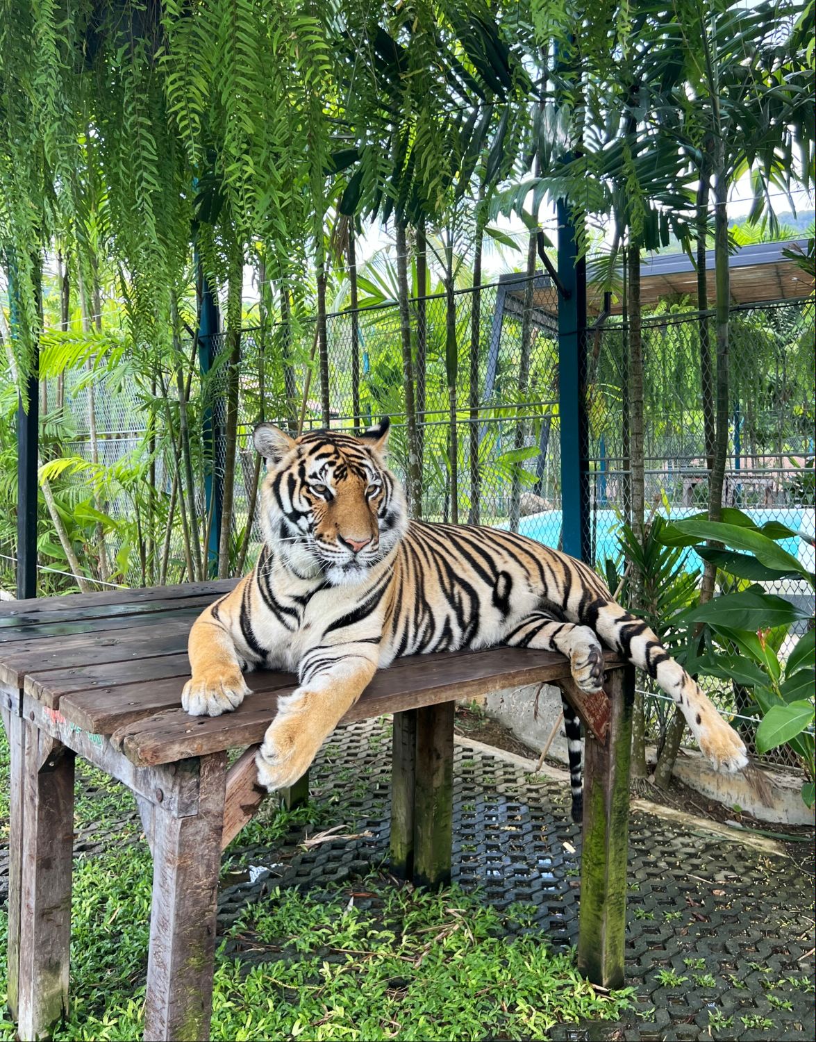 Phuket – Tiger Park