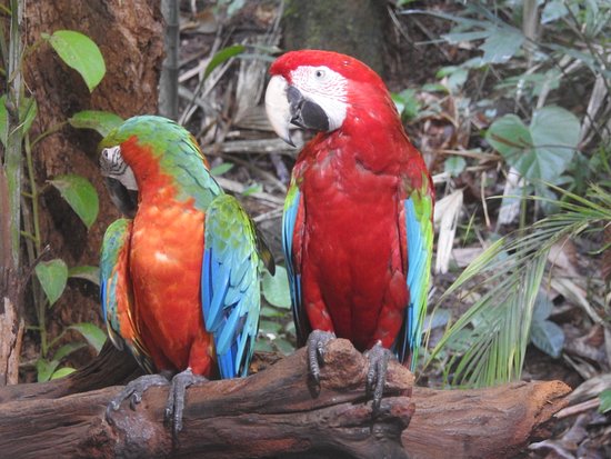 Phuket - Bird Park